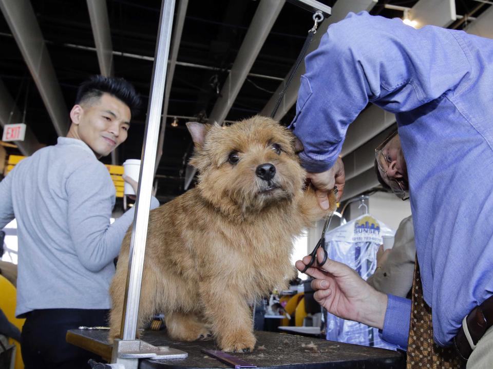 Appollo, a Norwich Terrier, reacts as he gets a final trim form Gary Trexler, of Sacramento, California, prior to competing during the 138th Westminster Kennel Club Dog Show in New York