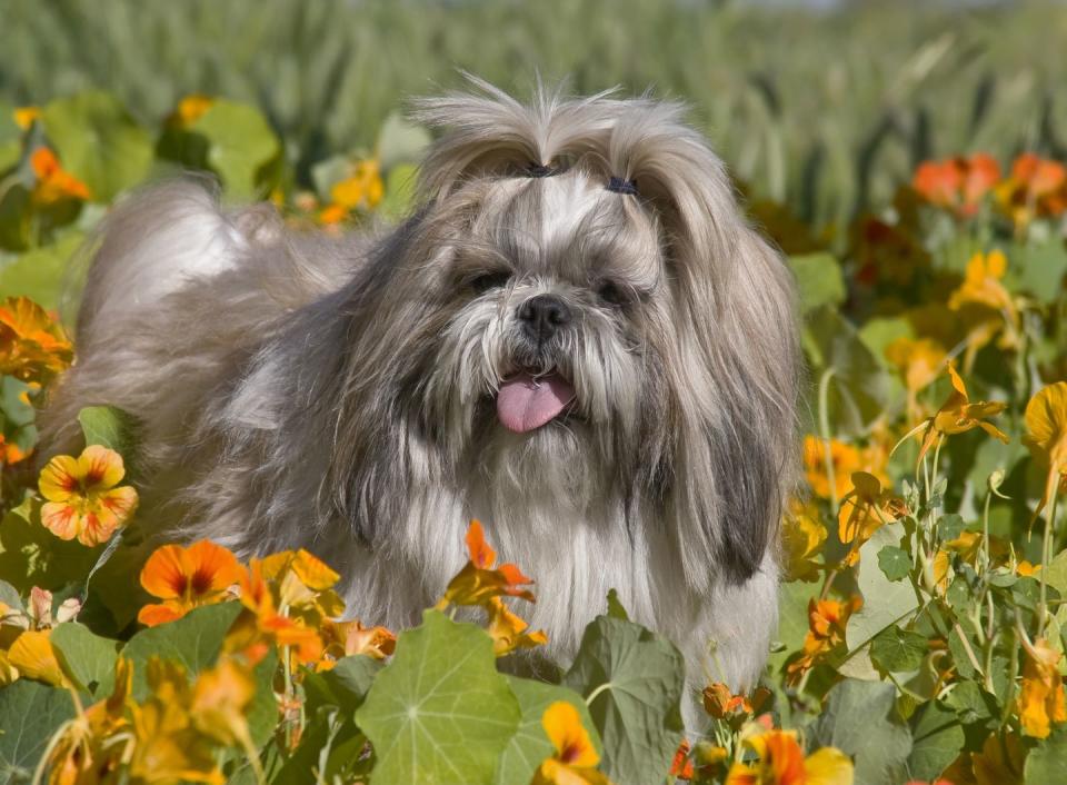 Shih Tzu