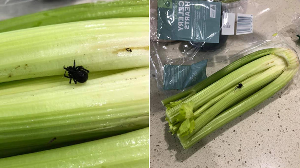 The red back spider is seen on the celery. Source: Facebook