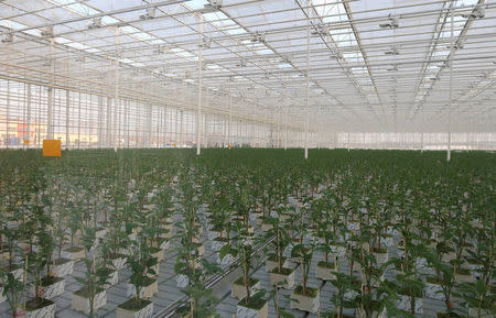 A general view shows a greenhouse of a farm, owned by UMMC-Agro company, in Verkhnyaya Pyshma in Sverdlovsk region, Russia November 22, 2017. REUTERS/Diana Asonova/Files