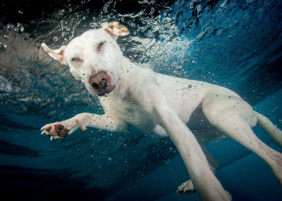 <p>A Jack Russell-whippet cross takes a dip. (Photo: Jonny Simpson-Lee/Caters News) </p>