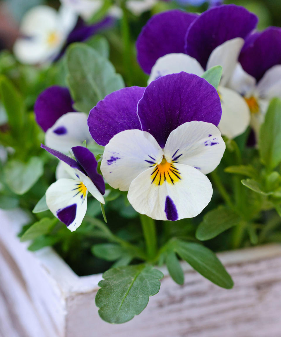 purple and white viola in a spring container