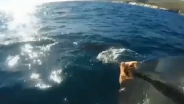 The video shows Mr McCracken nudging the shark with his paddle as it swims past, returning a number of times to ram the side of the vessel. Photo: Mark McCracken