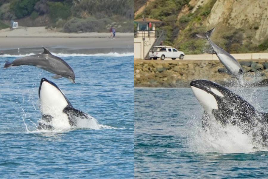 Captan a manada de orcas cazando delfines en costa de California 