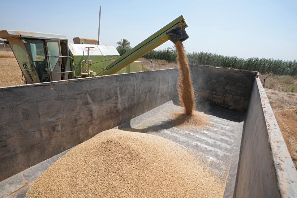 A tractor transfers the harvested wheat grain onto a trailer in Yousifiyah, Iraq Tuesday, May. 24, 2022. At a time when worldwide prices for wheat have soared due to Russia's invasion of Ukraine, Iraqi farmers say they are paying the price for a government decision to cut irrigation for agricultural areas by 50% due to severe water shortages arising from high temperatures, drought, climate change and ongoing water extraction by neighboring countries from the Tigris and Euphrates rivers - all factors that have heavily strained wheat production. (AP Photo/Hadi Mizban)