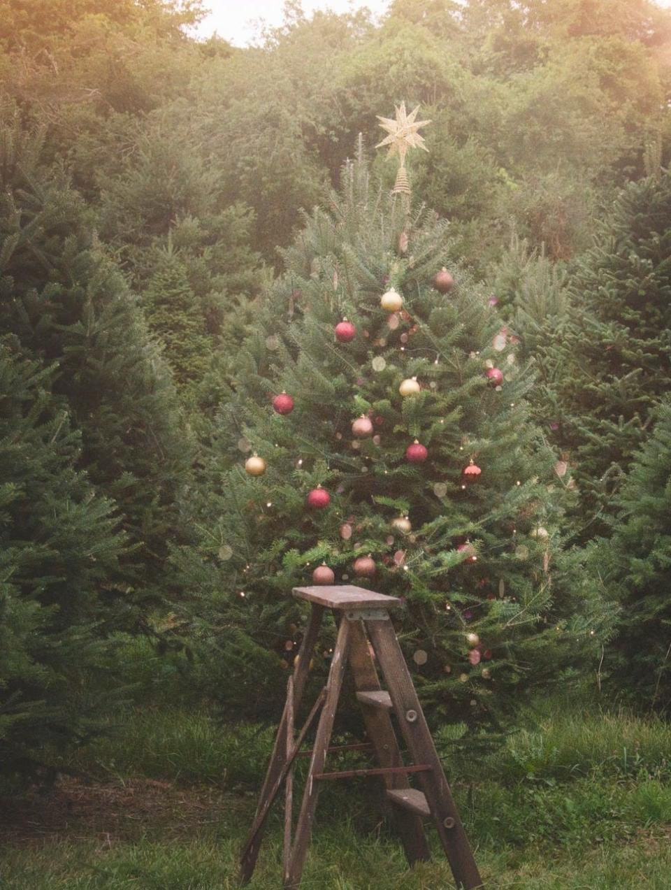 Nagetuck Farms has a variety of trees available.