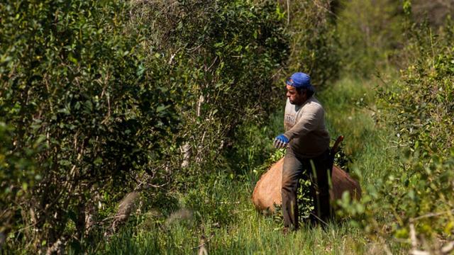 2000 el kilo de yerba: los productos argentinos que la rompen afuera, cómo  hicieron y cuánto cuestan - El Cronista