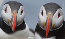 A pair of Atlantic puffins in vibrant breeding plumage pause near their nestburrowon the Farne Islands. Every spring, these small islands off Northumberland attract more than 100,000breeding pairs of seabirds.