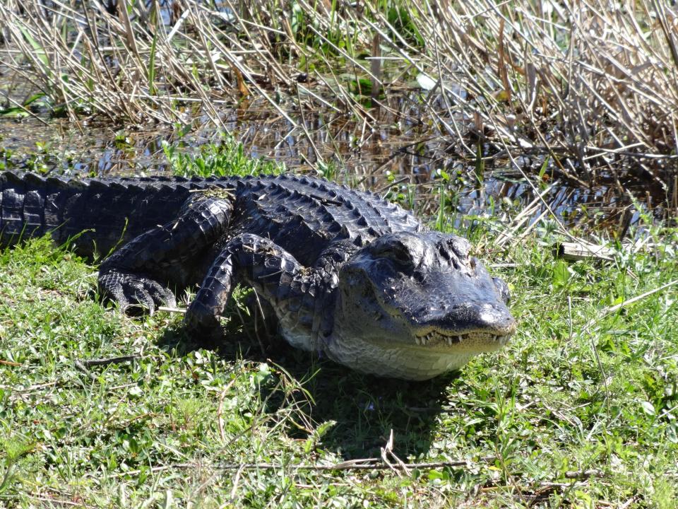 Tips to keep you and your pets safe as gator mating season approaches