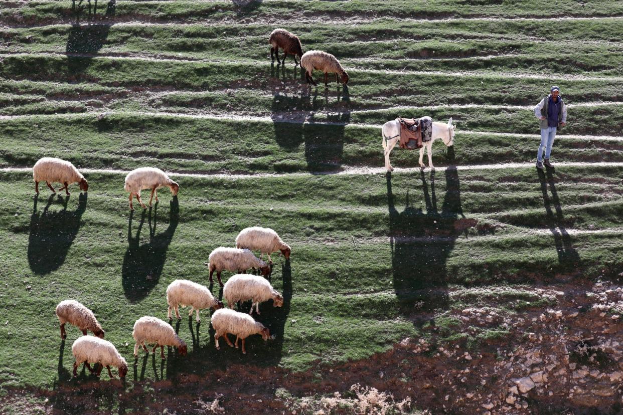 A Palestinian shepherd herds his flock in the West Bank near the Israeli Settelment of Ma'ale Adumim: EPA