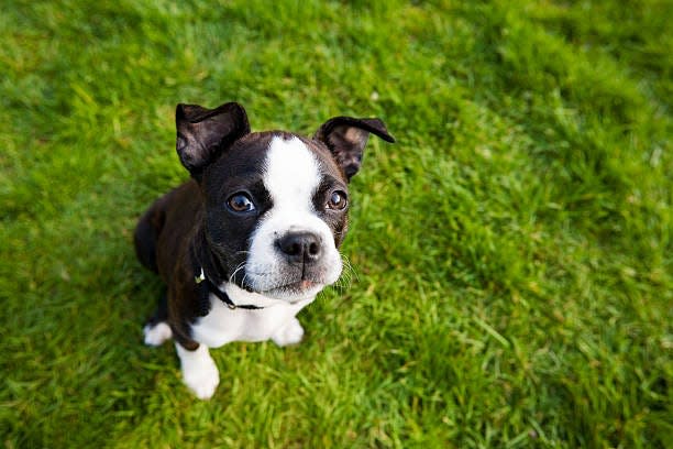 Short-nosed (brachycephalic) dogs such as Boston terriers must look to their owners for extra care in summer's heat.