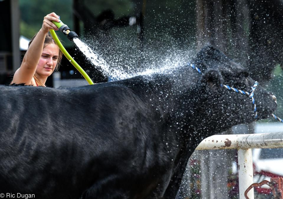 Aubrey Shank of Boonsboro gives her steer a bath on Monday at the Washington County Ag Expo.