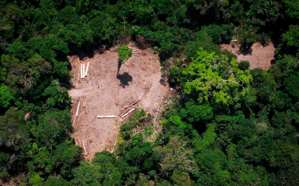 Aereal view of an illegal felling area in the Amazon forest during an overflight by Greenpeace activists in 2014 - AFP