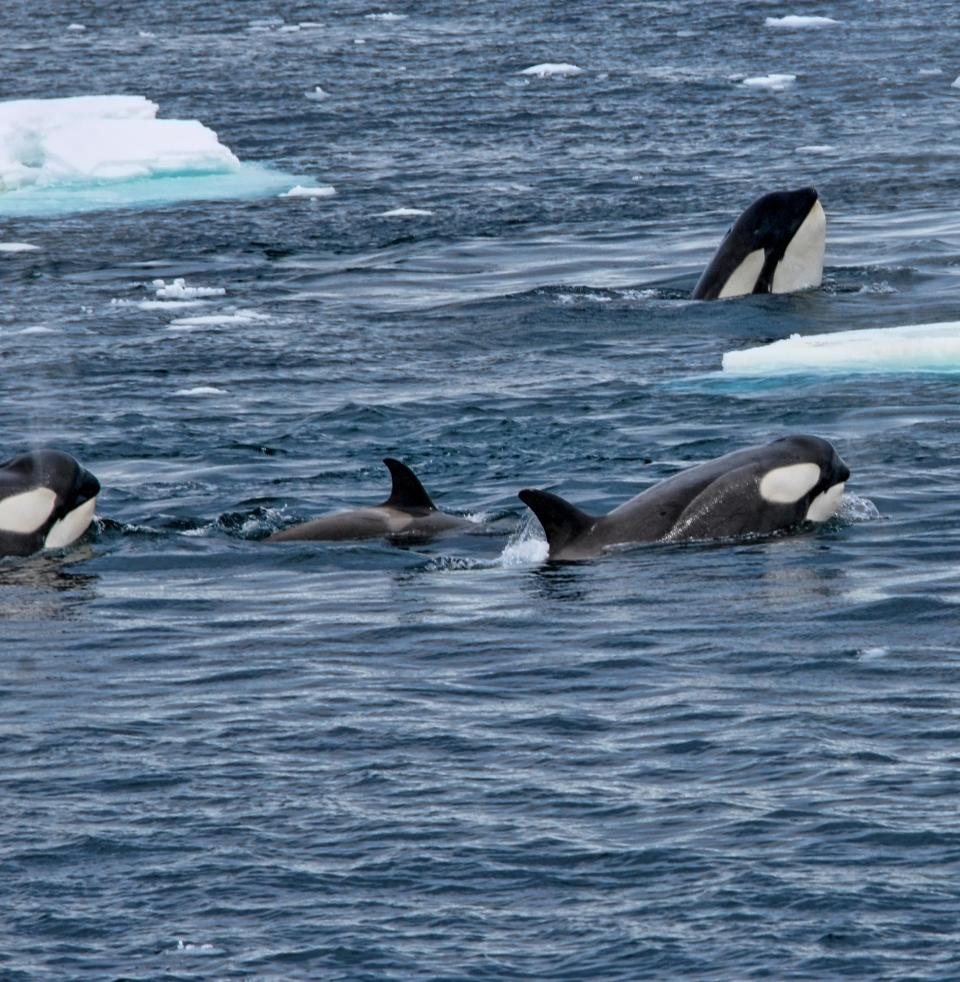 Orcas on the roof