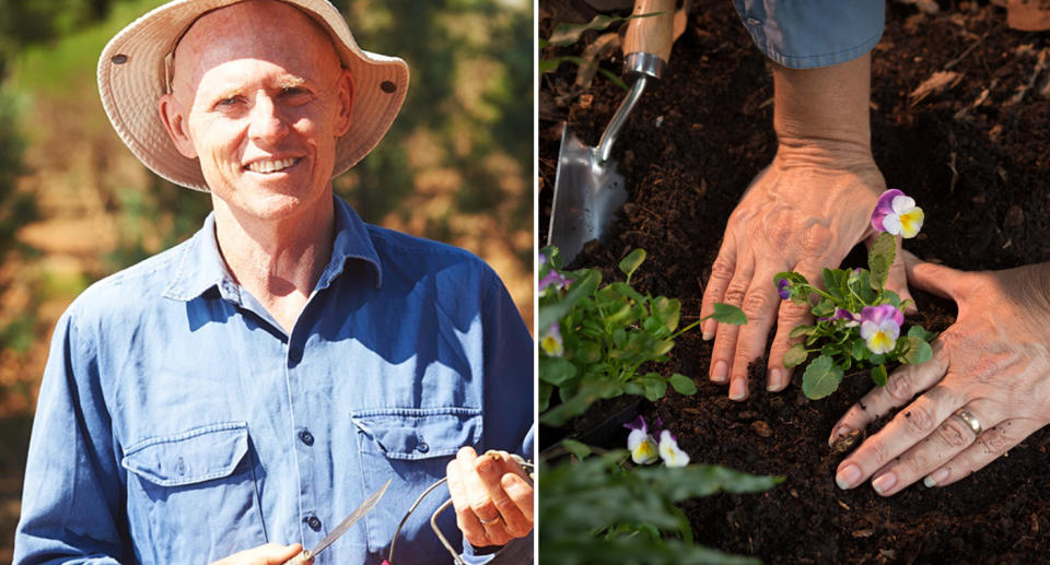 Professor David Eldridge (right) and hands planting a plant with potting mix (left).