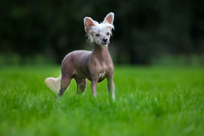 A Chinese crested dog in a garden. | Arterra&#x002014;Universal Images Group/Getty Images