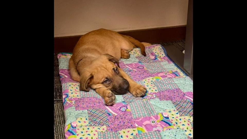 The 2-month-old puppy was found in a box in the “freezing cold and darkness.” Photo from Price City Police Department