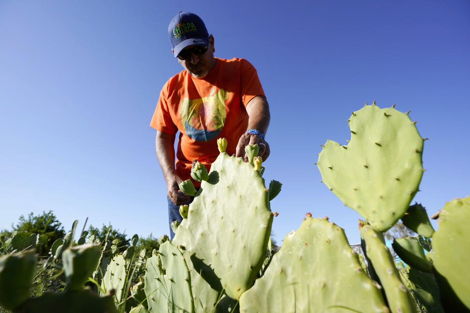 Masavi Perea, organizing director for Chispa Arizona, checks on plants in the community garden Chispa Jardineria on May 18, 2022, in Phoenix. (AP Photo/Ross D. Franklin)