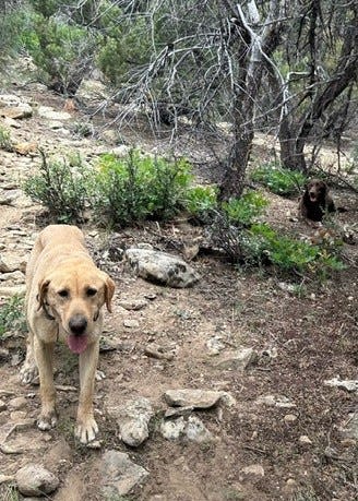 K9 Kip with Elsie.