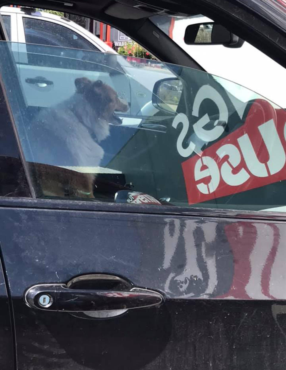 a dog in a parked car on a hot day