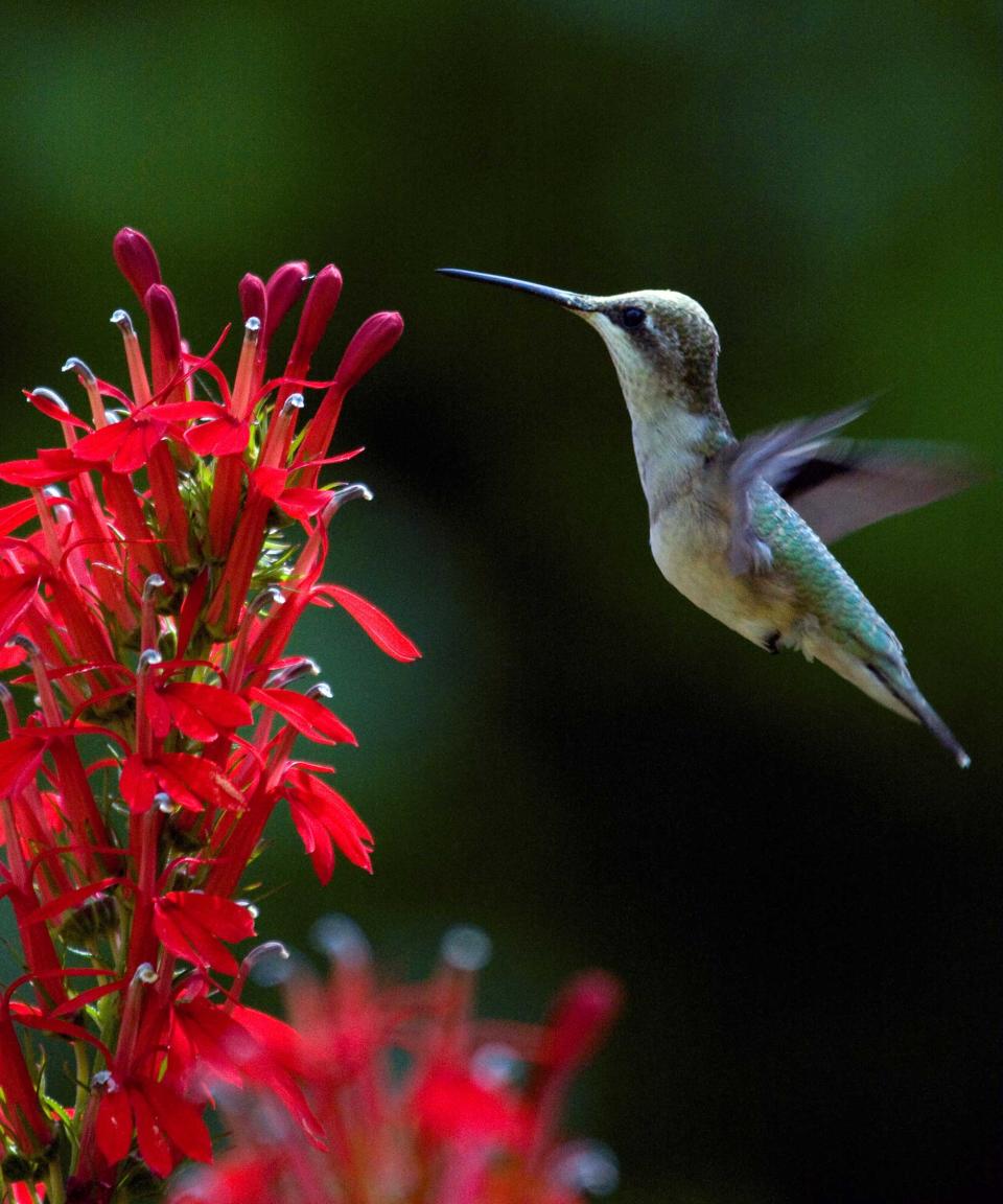 hummingbird and red cardinal flower