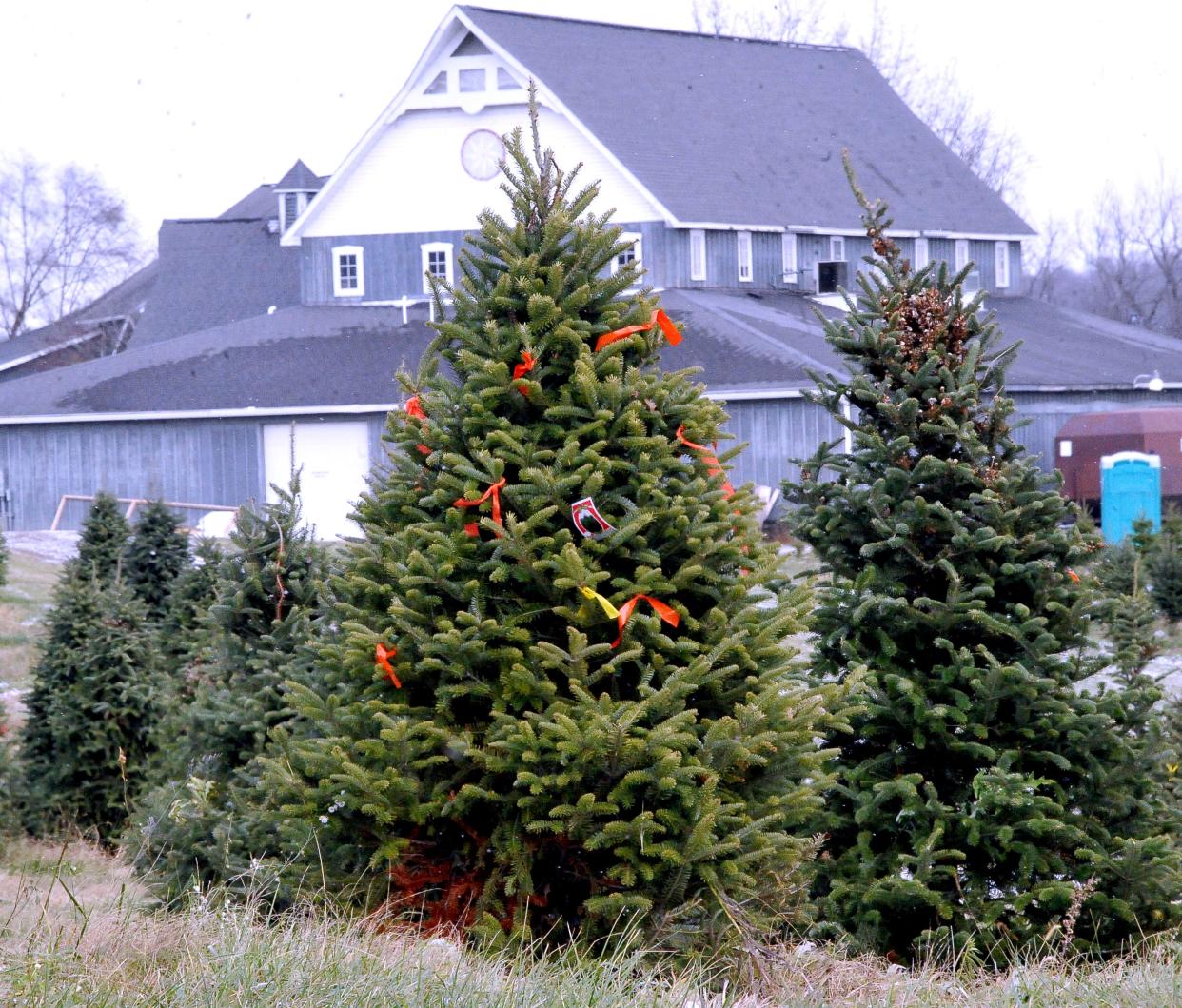 A Christmas tree at Pine Tree Barn has been tagged by a family to be picked up for the holiday season. The Wayne County tree farm has a location along Shreve road (state Rout 226) and Valley Road.