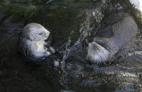 FILE - Sea otters loll in the water at the Monterey Bay Aquarium in Monterey, Calif., March 26, 2018. The Code of Federal Regulations has lots to say about how sea otters must be treated in captivity, dictating the minimum size of their pools, among other conditions. Federal regulation lends a helping hand in every corner of American life, or pokes its intrusive finger in everything, depending on your viewpoint. (AP Photo/Eric Risberg, File)