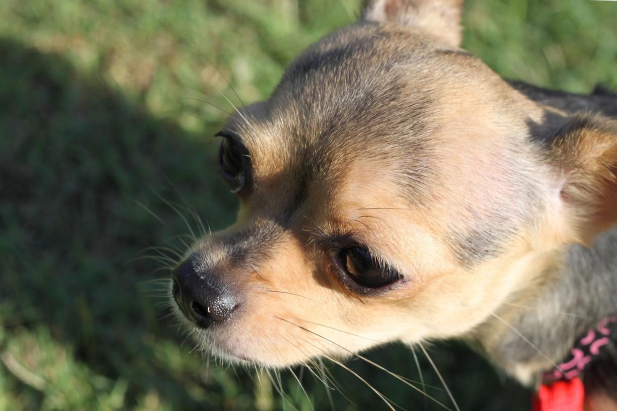 elderly chihuahua that was rescued from a drain pipe