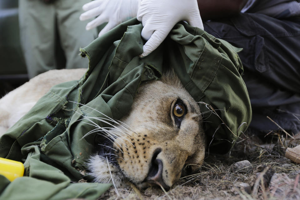A darted lioness is fitted with a satellite radio collar by Kenya Wildlife Service rnagers