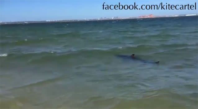 The shark came close to the shoreline. Source: Facebook
