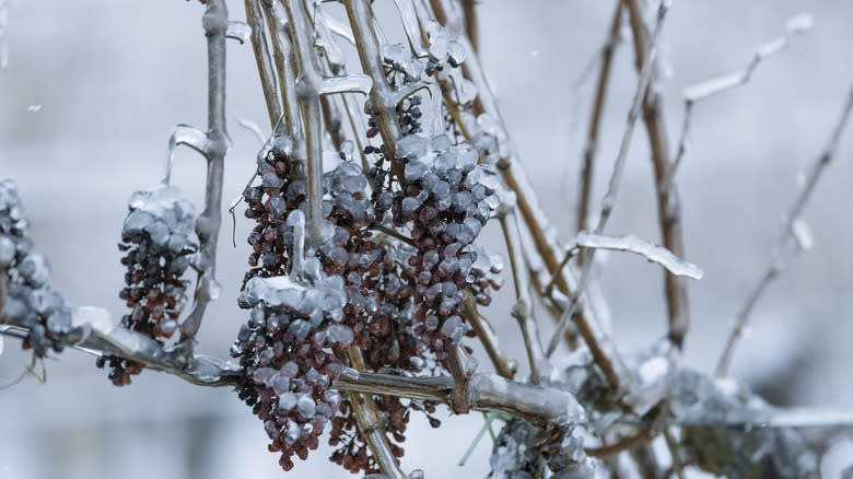 Frozen red grapes on vine
