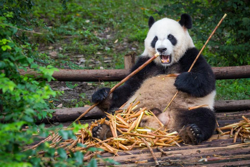 Panda's love bamboo.