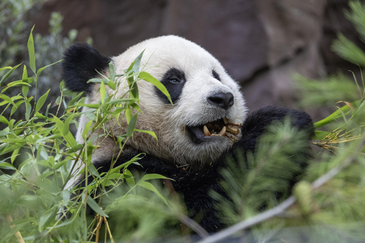 Yun Chuan chews on bamboo at the San Diego Zoo. 