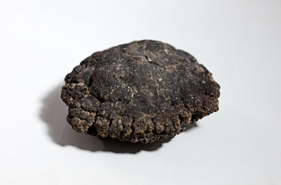 Companies want to mine for polymetallic nodules. / Credit: Trustees of the Natural History Museum London