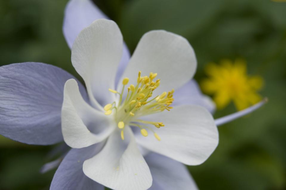 <p>Named for the mountains on which it grows, the <a href="https://statesymbolsusa.org/symbol/colorado/state-flower/rocky-mountain-columbine" rel="nofollow noopener" target="_blank" data-ylk="slk:Rocky Mountain Columbine;elm:context_link;itc:0;sec:content-canvas" class="link ">Rocky Mountain Columbine</a> is so gorgeous, a law had to be enacted in 1925 to keep people from taking them for their personal gardens.</p>