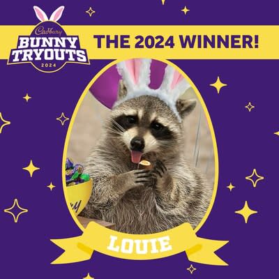 <em>Louie from Miami, FL is the first-ever raccoon rescue to be crowned the CADBURY Bunny</em>