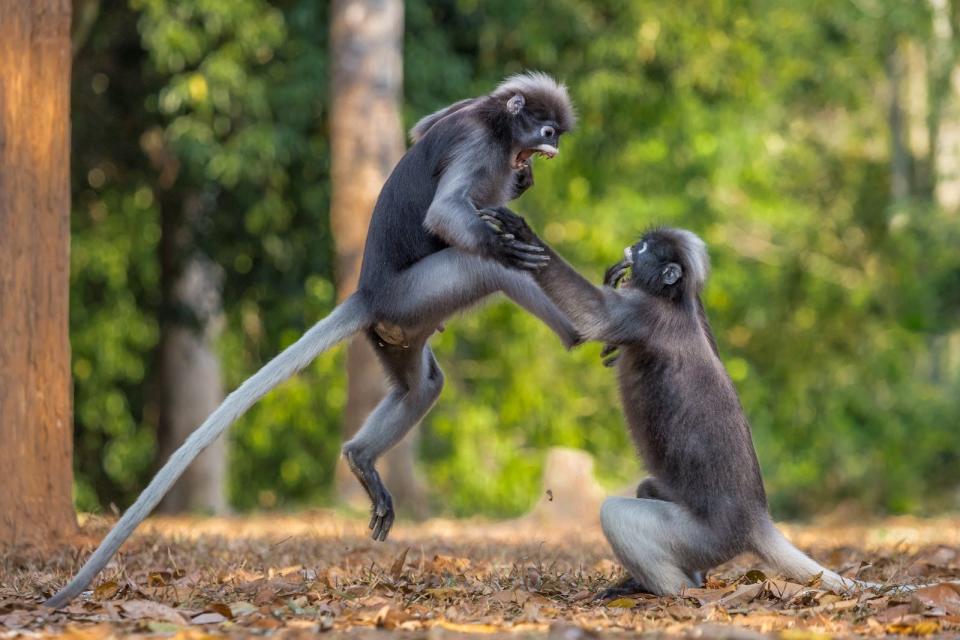 "This Is Sparta" by Sergey Savvi. One monkey is kicking another.