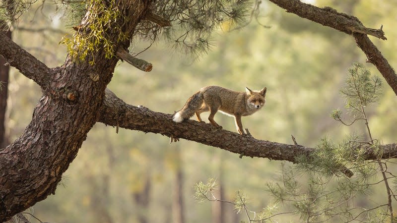 Photo: © Daniel Valverde Fernandez / British Wildlife Photography Awards