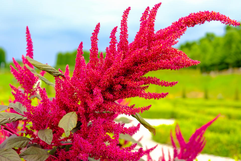 Los aztecas obsequiaban amaranto a los reyes y sus flores se relacionaban con el sol por su hermoso color encendido. (Getty Creative)