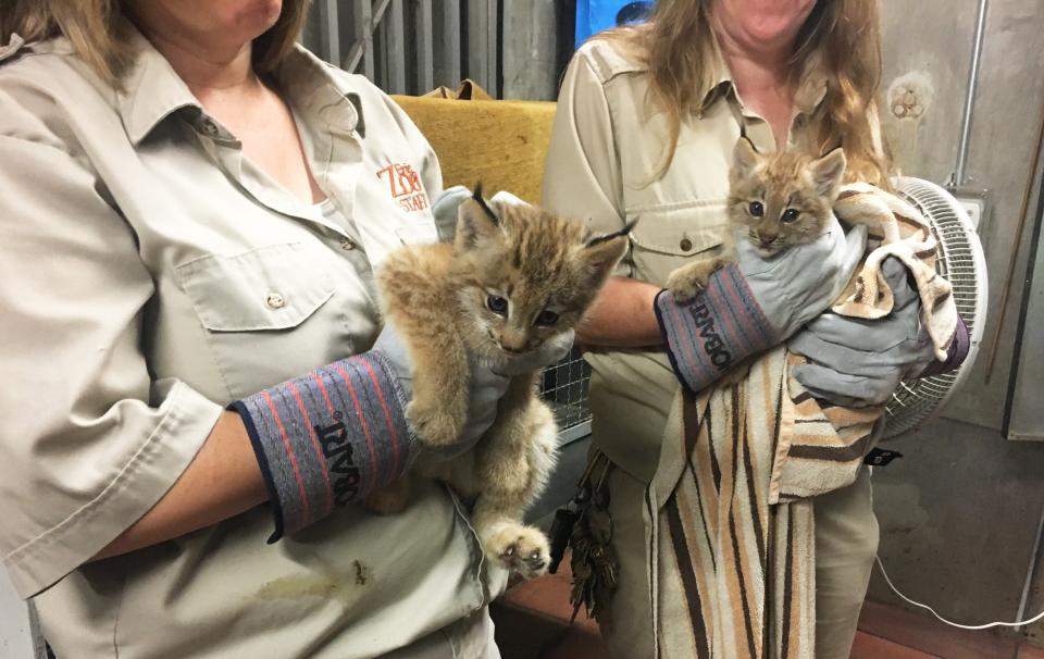 Canadian lynx kitten Hunter, left, is shown with his sister, Denali, in 2018 at the Erie Zoo. Officials are hoping that Hunter, who is still at the zoo, will become a dad this year.