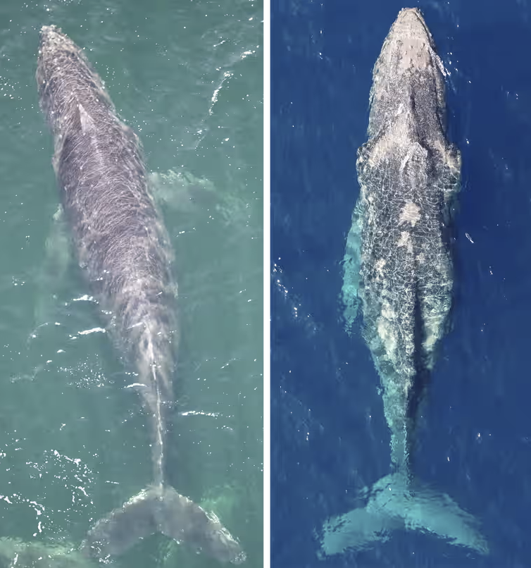Une baleine en forme (gauche) et une autre en manque sévère de nourriture (droite).