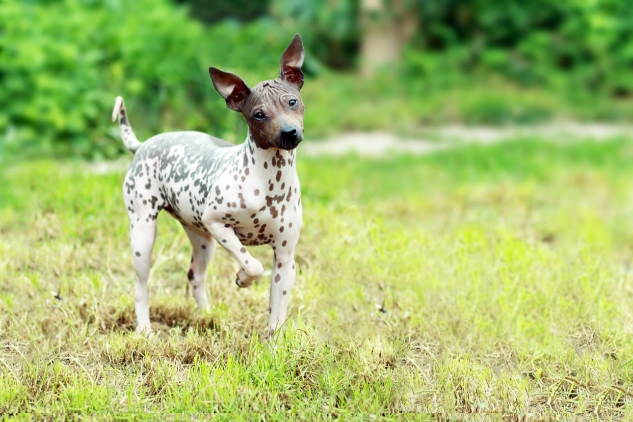 Friendly dark brown spotted on white American Hairless Terrier standing in the grass, looking into the camera, with a blurred background of grass, a walkway, and forest