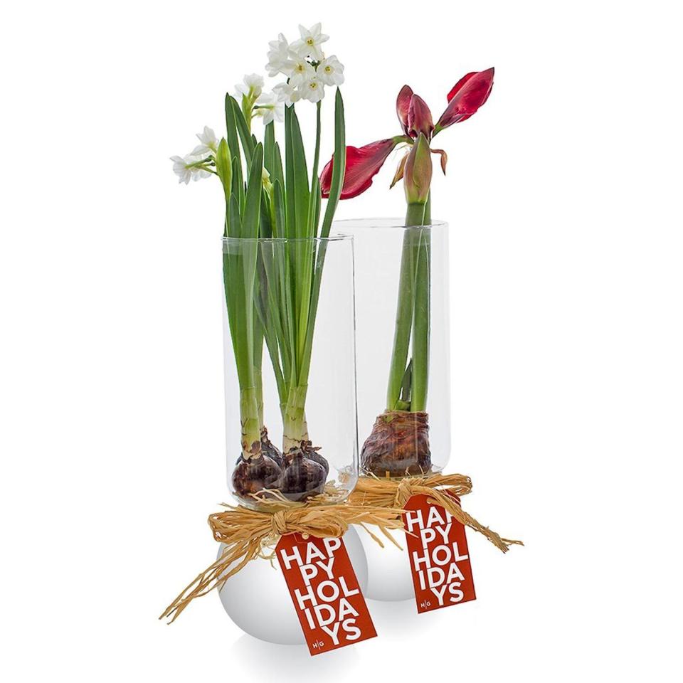 3) Paperwhites in Bulb Vase