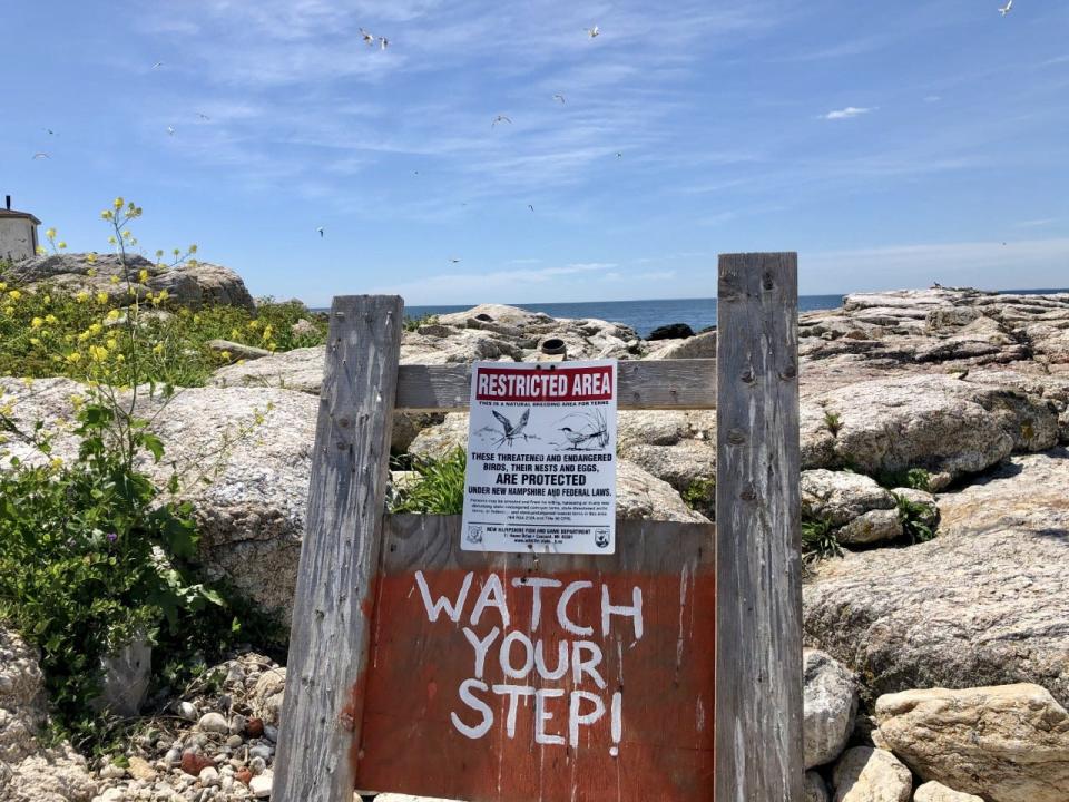 When the rare visitors arrive at White Island at the Isles of Shoals, they're greeted by a sign that alerts them to the tern breeding colony, and urges them to watch their step.