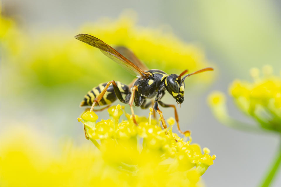 A close-up of a wasp in a yellow flower. (Photo via Getty Images)