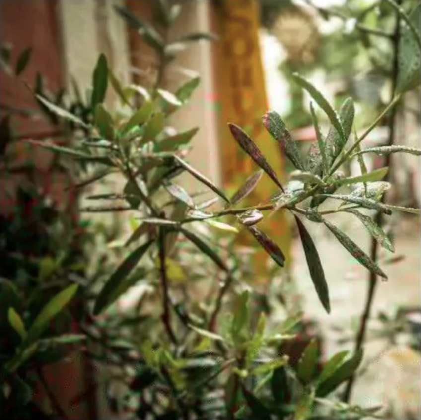 indoor olive tree