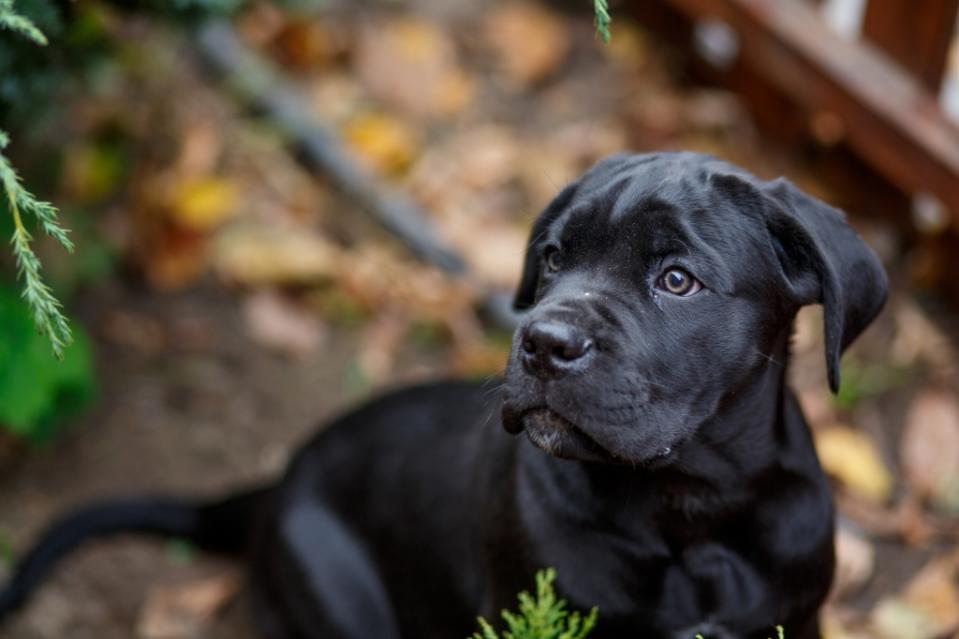 Cane corso puppy in woods