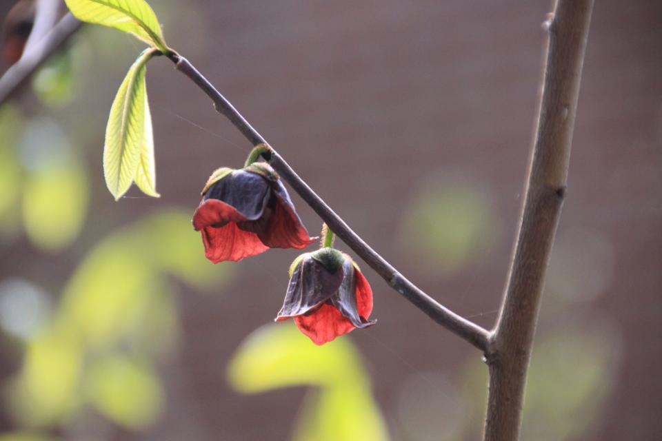 Pawpaw flowers are an unusual dark color unless brightened by the sunlight as viewed from below.