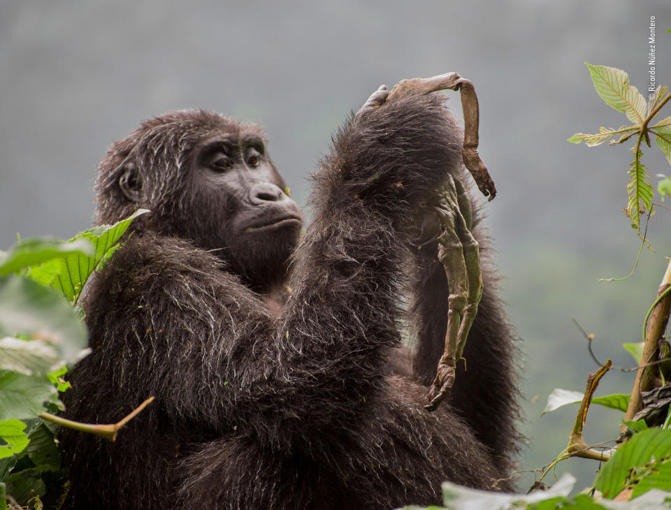 Wildlife Photographer of the Year 2018: Winner, Behaviour: Mammals