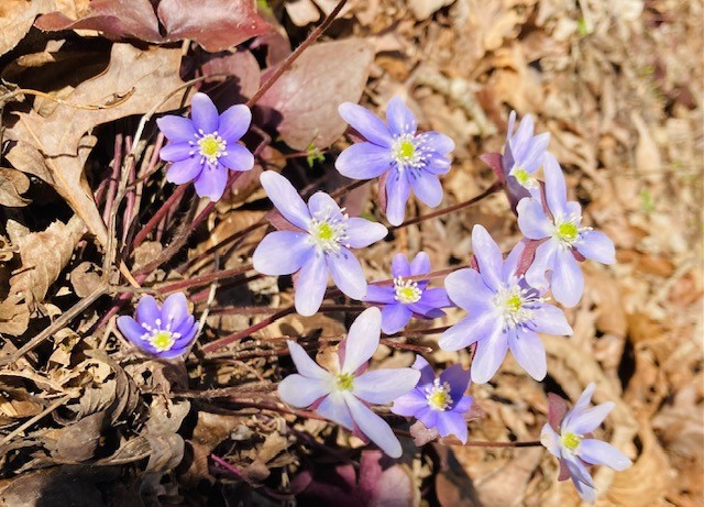 Some early spring wild flowers, “Hepatica,” growing in the Selmier State Forest.